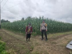 BHABINKAMTIBMAS DESA KARTAMULIA MONITORING LAHAN JAGUNG DUKUNG KETAHANAN PANGAN