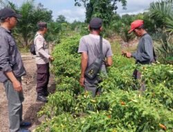 Dukung Program Pemerintah, Polsek Kapuas Barat Cek Ketahanan Pangan di Desa Anjir Kalampan