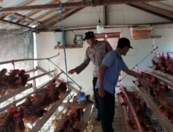 Dukung Ketahanan Pangan, Polsek Kapuas Barat Cek Sektor Peternakan di Desa Pantai