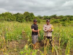MENDUKUNG SWASEMBADA PANGAN, BHABINKAMTIBMAS DESA NATAI KONDANG SAMBANGI PETANI JAGUNG