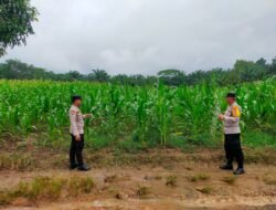 Bhabinkamtibmas Desa Bukit Sungkai Sambangi Kebun Jagung Warga, Wujud Dukungan Swasembada Pangan