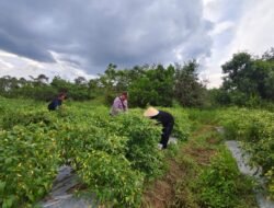 Polsek Kapuas Barat Dukung Program Pemerintah Tentang Ketahanan Pangan Dengan Bersosialisasi Petani Di Desa
