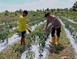 Dukung Ketahanan Pangan Daerah, Polsek Kapuas Barat Tinjau Langsung Lahan Pertanian di Desa Penda Ketapi