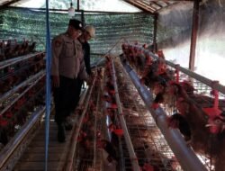 Polsek Kapuas Barat Tinjau Ketahanan Pangan Sektor Peternakan di Desa Pantai