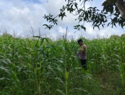 PENGECEKAN TANAMAN JAGUNG, WUJUD DUKUNGAN POLRI TERHADAP KETAHANAN PANGAN