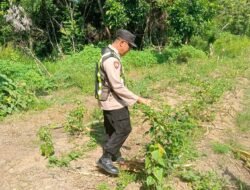 Mendukung Ketahanan Pangan, Personel Piket Polsek Kapuas Barat Cek Pekarangan Cabai di Desa Saka Mangkahai