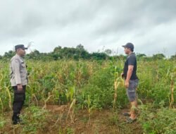 SAMBANG KEBUN JAGUNG, BHABINKAMTIBMAS PERKUAT KETAHANAN PANGAN DI DESA NATAI KONDANG
