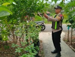 Dukung Ketahanan Pangan Nasional, Personel Polsek Kapuas Barat Monitoring Pekarangan Pangan Bergizi Budidaya Jeruk di Mandomai