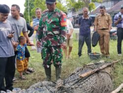 Resahkan Masyarakat, Buaya Akhirnya Berhasil Ditangkap Warga Bersama Babinsa Koramil 04/Jawai