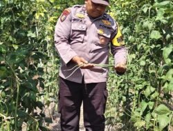Giat Monitoring Dan Pendampingan Pemanfaatan Lahan Pekerangan Dalam Rangka Implementasi Asta Cita Presiden Republik Indonesia Dalam Bidang Ketahanan Pangan Oleh Polsek kapuas Hilir Polres Kapuas