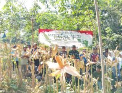 Danramil 1008-01/Muara Uya-Jaro Hadiri Panen Raya Jagung Kuartal III, Wujud Sinergi Dukung Ketahanan Pangan