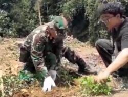 Babinsa dan Mahasiswa ULM Tanam 100 Pohon Kopi di Pegunungan Meratus