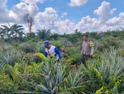 Dukung Pangan Lokal, Bhabinkamtibmas Raja Seberang Sambang Dan Beri Motivasi Petani