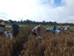 dukung program presiden RI, Panen Raya Padi di Natai Baru, Bhabinkamtibmas Dukung Ketahanan Pangan Kobar