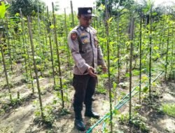 DUKUNG SWASEMBADA PANGAN, POLSEK MARIKIT LAKSANAKAN PENDAMPINGAN KEPADA KELOMPOK TANI