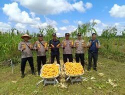 Panen Jagung di Lapas Kelas III Sukamara, Perkuat Swasembada Pangan Tahun 2026