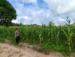 Bhabinkamtibmas Tinjau Tanaman Jagung, Perkuat Program Ketahanan Pangan di Desa Bukit Sungkai