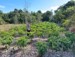 Dalam Rangka Mendukung Program Pemerintah, Bhabinkamtibmas Desa Mendawai Polsek Mendawai Cek Lokasi Pemanfaatan Lahan Pekarangan Warga