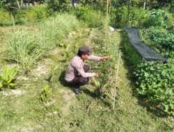 Dalam Rangka Mendukung Program Pemerintah, Bhabinkamtibmas Desa Tewang Kampung Polsek Mendawai Cek Lokasi Pemanfaatan Lahan Pekarangan Warga