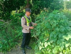 Dukung Ketahanan Pangan Nasional, Personel Polsek Kapuas Barat Cek Pekarangan Pangan Bergizi di Desa Saka Mangkahai
