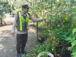 Dari Pekarangan Menjadi Sumber Pangan, Polsek Kapuas Barat Dorong Ketahanan Pangan Berbasis Potensi Lokal