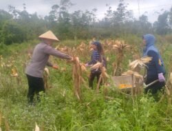 *Polsek Benua Lima Dukung Swasembada Pangan, Panen 4 Ton Jagung Pipil di Lahan Warga Taniran*
