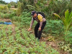 Mendukung Ketahanan Pangan, Personil Polsek sanaman mantikei dan petak malai Cek Lokasi Pemanfaatan Pekarangan Warga.