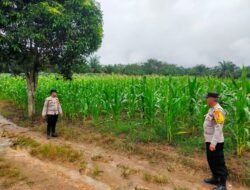 Bhabinkamtibmas Bukit Sungkai Pantau Tanaman Jagung, Dukung Ketahanan Pangan Desa