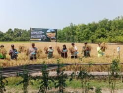 Panen Bersama di Sei Kayu, Sinergi Petani dan Pemerintah Perkuat Ketahanan Pangan Kapuas Barat