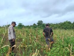 Bhabinkamtibmas Aktif Dukung Ketahanan Pangan di Desa Natai Kondang