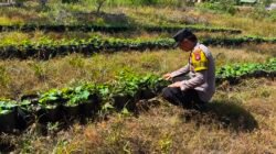 Dalam Rangka Mendukung Program Pemerintah, Bhabinkamtibmas Desa Mendawai Polsek Mendawai Cek Lokasi Pemanfaatan Lahan Pekarangan Warga