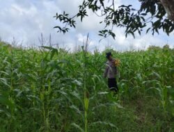 Cek Tanaman Jagung, Polri Dorong Produktivitas Pertanian dan Ketahanan Pangan Desa