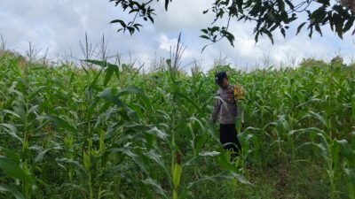 Cek Tanaman Jagung, Polri Dorong Produktivitas Pertanian dan Ketahanan Pangan Desa