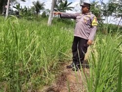 Giat Monitoring Dan Pendampingan Pemanfaatan Lahan Pekerangan Dalam Rangka Implementasi Asta Cita Presiden Republik Indonesia Dalam Bidang Ketahanan Pangan Oleh Polsek kapuas Hilir Polres Kapuas