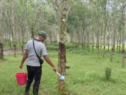 PT RPN, Anak Usaha Holding Perkebunan Nusantara Perkuat Pengendalian Penyakit Gugur Daun Karet Berbasis Riset