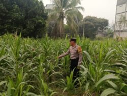 Pastikan Subur, Bhabinkamtibmas Desa Juking Pajang Lakukan Monitoring Perkembangan Lahan Jagung
