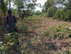 Giat Monitoring Dan Pendampingan Pemanfaatan Lahan Pekerangan Dalam Rangka Implementasi Asta Cita Presiden Republik Indonesia Dalam Bidang Ketahanan Pangan Oleh Polsek kapuas Hilir Polres Kapuas
