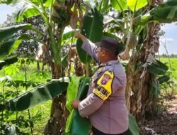 Giat Monitoring Dan Pendampingan Pemanfaatan Lahan Pekerangan Dalam Rangka Implementasi Asta Cita Presiden Republik Indonesia Dalam Bidang Ketahanan Pangan Oleh Polsek kapuas Hilir Polres Kapuas