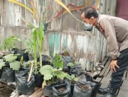 Giat Monitoring Dan Pendampingan Pemanfaatan Lahan Pekerangan Dalam Rangka Implementasi Asta Cita Presiden Republik Indonesia Dalam Bidang Ketahanan Pangan Oleh Polsek kapuas Hilir Polres Kapuas