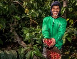 Kebun Kopi Ijen, Warisan yang Terus Menghidupi