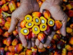PTPN Group melalui PalmCo Perkuat Ketertelusuran dan Mutu CPO
