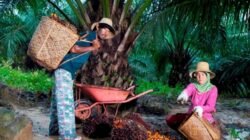 Jaga Keberlanjutan Industri, PTPN Group melalui PalmCo Dampingi Peremajaan 49 Ribu Hektare Kebun Rakyat