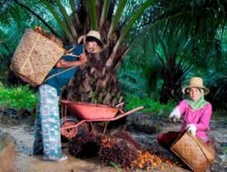 Jaga Keberlanjutan Industri, PTPN Group melalui PalmCo Dampingi Peremajaan 49 Ribu Hektare Kebun Rakyat