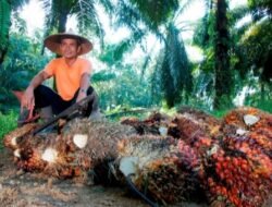 Dukung Akselerasi Target Nasional, PTPN Group melalui PTPN IV PalmCo Konsisten Jalankan Kemitraan Murni dan Serap TBS Program PSR