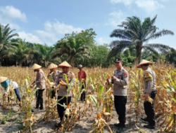 Kolaborasi Polri dan Petani Berbuah Hasil, Panen Jagung di Desa Kartamulia