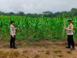 Bhabinkamtibmas Polsek Balai Riam Cek Perkembangan Tanaman Jagung di Desa Bukit Sungkai