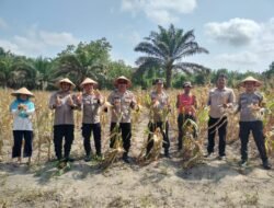 Dari Lahan Petani, Sukamara Perkuat Ketahanan Pangan Lewat Panen Jagung
