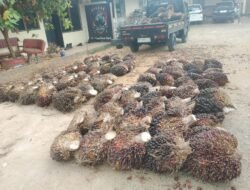 *Diduga Curi 150 Tandan Buah Sawit, Seorang Pria Diamankan Polsek Dusun Tengah*
