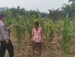 Mendukung Ketahanan Pangan, Personil Polsek sanaman mantikei dan petak malai Cek Lokasi Pemanfaatan Pekarangan Warga.