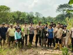 *Polsek Dusun Tengah Dukung Ketahanan Pangan, Panen 4 Ton Jagung Pakan di Desa Kalamus*